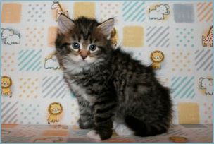 Male Siberian Kitten from Deedlebug Siberians